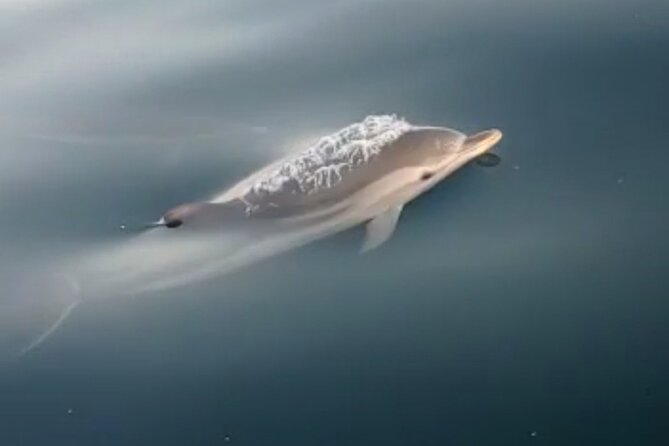2.5 Hours Sunset Boat Tour in Search of Dolphins - Swimming, prosecco, and Sicilian snacks