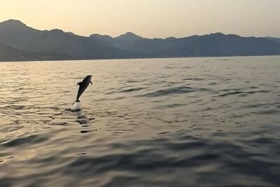 2.5 Hours Sunset Boat Tour in Search of Dolphins