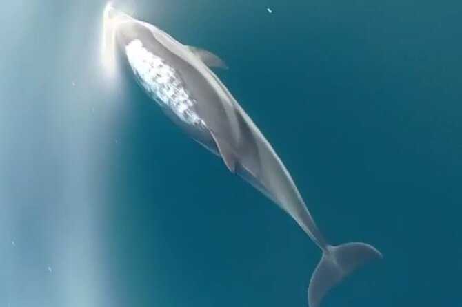 2.5 Hours Sunset Boat Tour in Search of Dolphins - How much value do you get for $60.47?