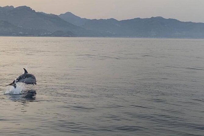2.5 Hours Sunset Boat Tour in Search of Dolphins - Who should book this cruise?