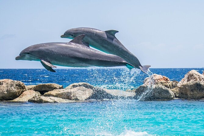 2-Hour Dolphin Sunset Tour from Giardini Naxos - Leaving from Via Schisò 36 at 6:00 pm