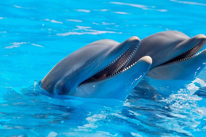 2-Hour Dolphin Sunset Tour from Giardini Naxos - Is $46.34 a fair price?