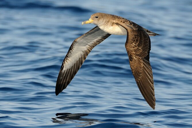 3-Hour Dolphin watching at sunset with aperitif - Weather, cancellation, and practical fit