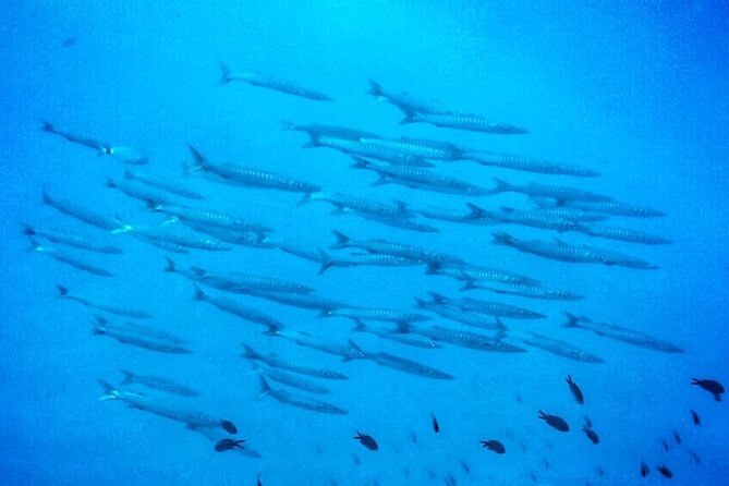 3-Hour Try Scuba Private Guided Sea Baptism from Palermo - Learning to breathe underwater in Isola delle Femmine
