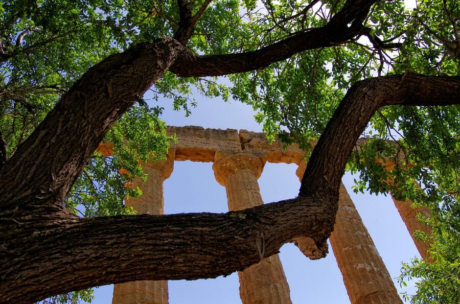 Agrigento: Valley of the Temples Private Archeological Tour - The enormous remains of Olympian Zeus