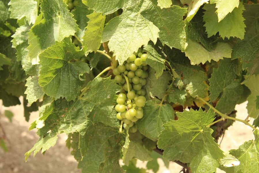 Agrigento: Wine tasting and walk in the vineyards. - Booking details that matter