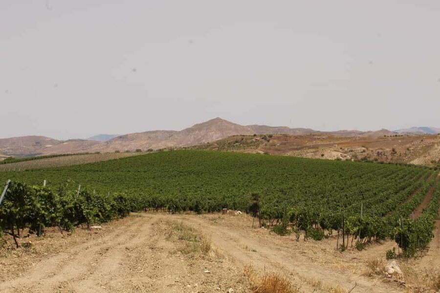 Agrigento: Wine tasting and walk in the vineyards. - The food is a major part of the experience