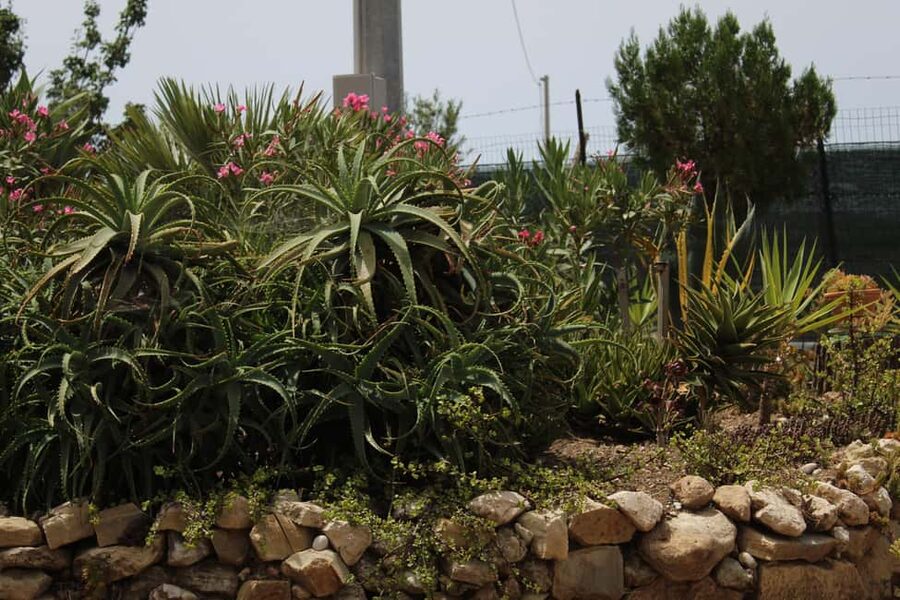Agrigento: Wine tasting and walk in the vineyards. - Meeting a family that still works the land