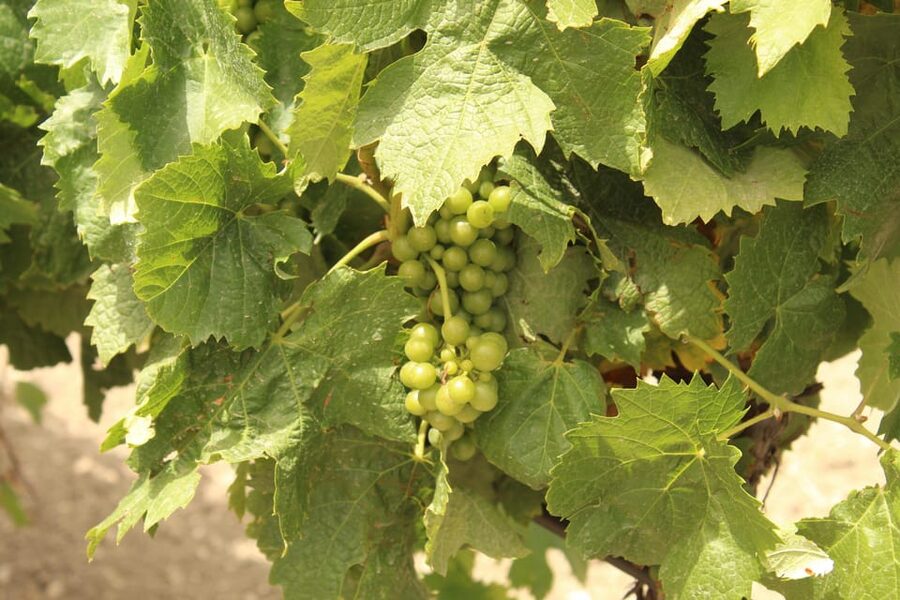 Agrigento: Wine tasting and walk in the vineyards. - How the three-hour schedule works