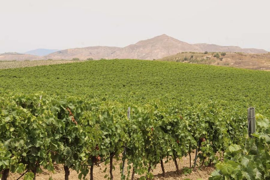 Agrigento: Wine tasting and walk in the vineyards. - Who will enjoy this experience most?