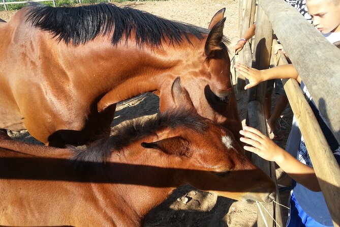 Alcamo Farm Animals and Aromatic Garden - Meeting Goats, Donkeys, Chickens, and More