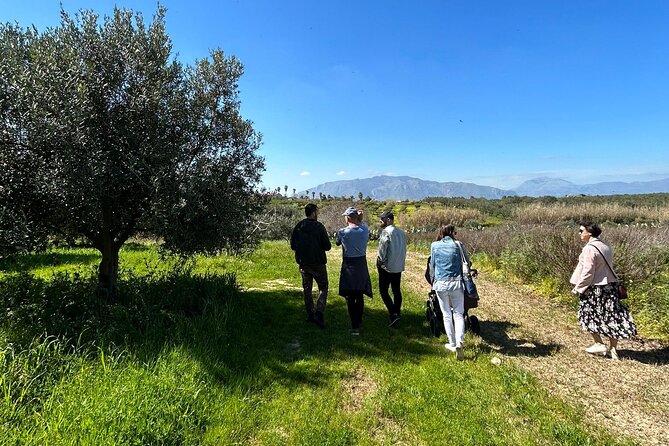 Balestrate Olive Grove Tour: Wine and Olive Oil Tasting - From olive harvest to extra virgin olive oil