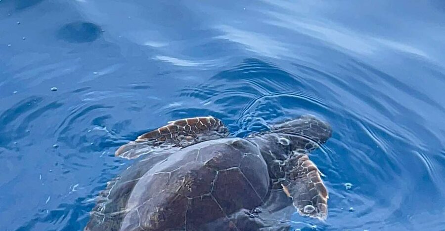boat tour exploring and searching for dolphins in Acitrezza - Setting out from Aci Trezza at 6:30pm