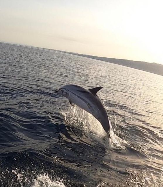 boat tour exploring and searching for dolphins in Acitrezza - Lachea Island and the first look at the Cyclops coast