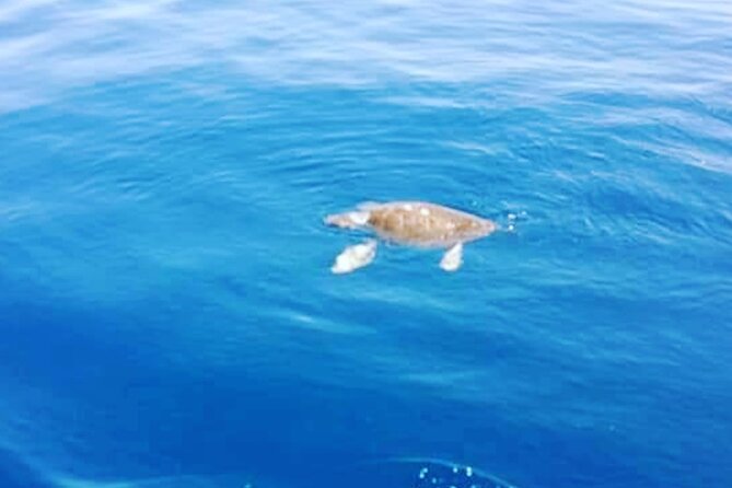 Boat trips with Zorro - What the private format means for you
