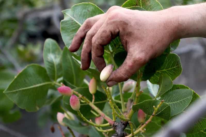 Bronte: Tour e degustazione nelle piantagioni di pistacchi - Why Bronte Pistachios Matter