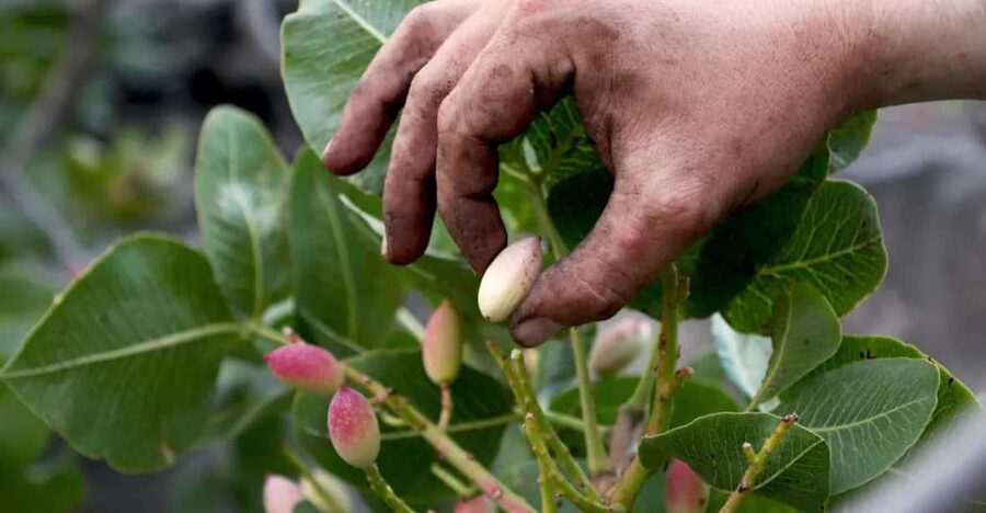 Bronte: Tour e degustazione nelle piantagioni di pistacchi - Should You Book the Bronte Pistachio Tour?