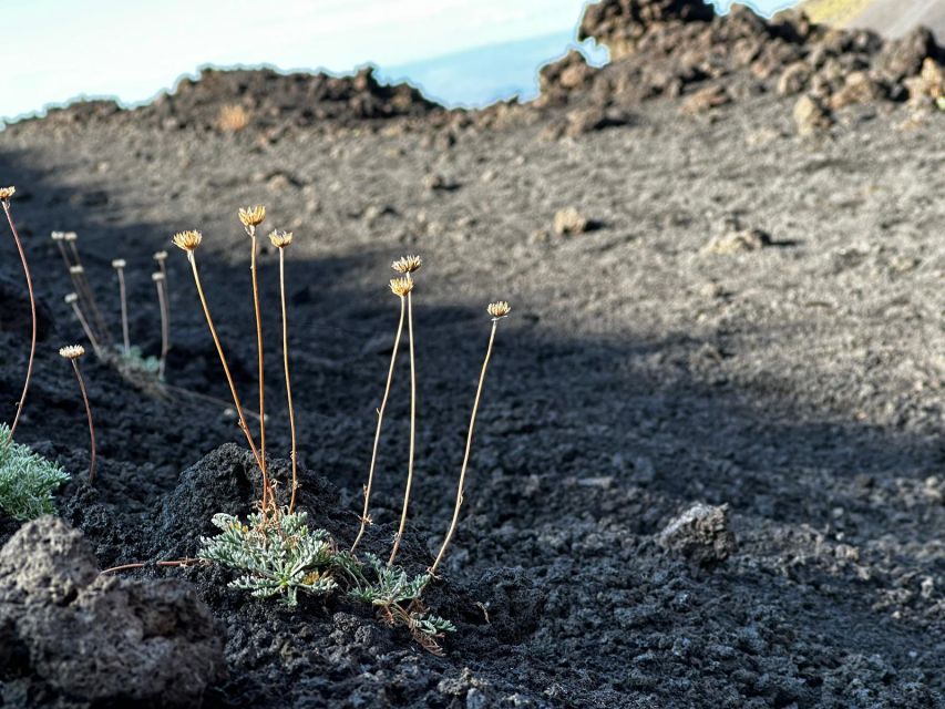 Catania: Etna Morning or Sunset Trek with Lava Tunnel & Gear - Why this Etna trip feels different from a viewpoint stop