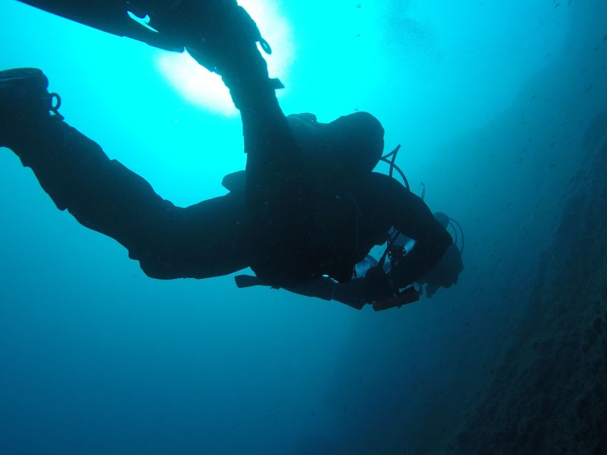 Catania: Gulf Scuba Diving Tour with Marine Biologist - Marine life you may see