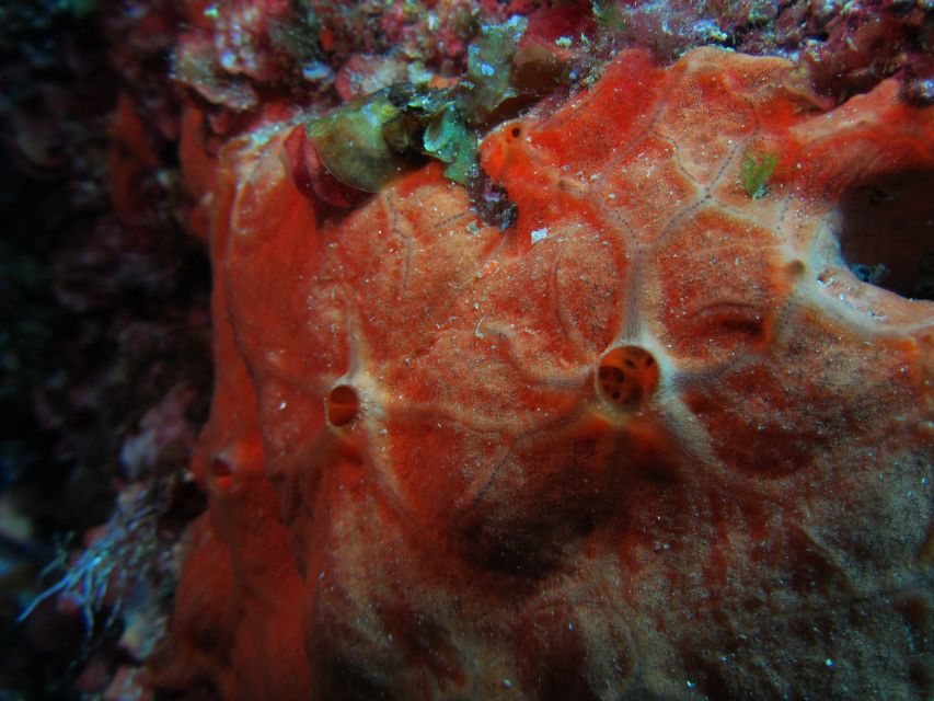 Catania: Gulf Scuba Diving Tour with Marine Biologist - How much does $82 buy you?