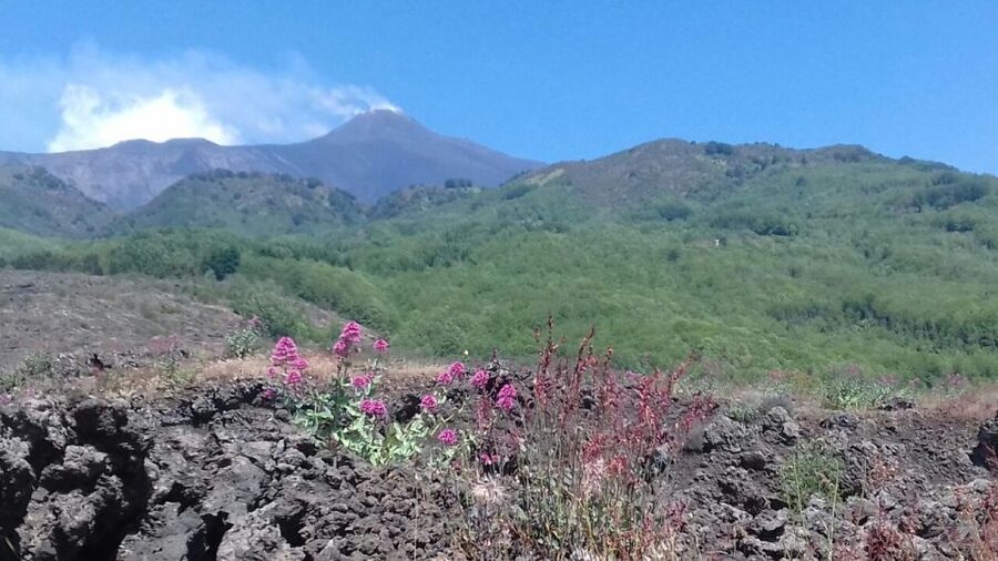 Catania: Mount Etna Sunset Tour and Etna Doc Wine - From Piazza Stesicoro to Etna’s foothills