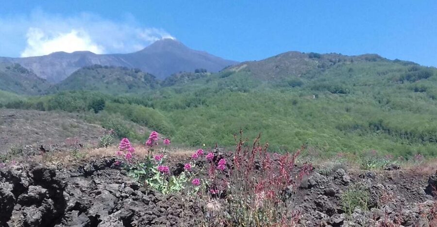 Catania: Mount Etna Sunset Tour and Etna Doc Wine - Price, timing, and practical value