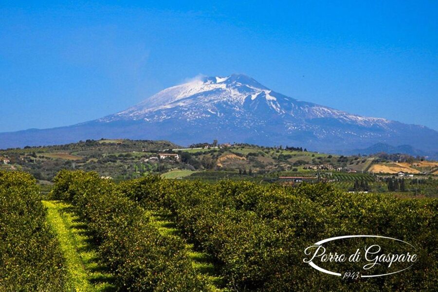 Catania: Pozzo di Gaspare Farm Guided Tour with Tastings - Walking among olives, oranges, and almonds