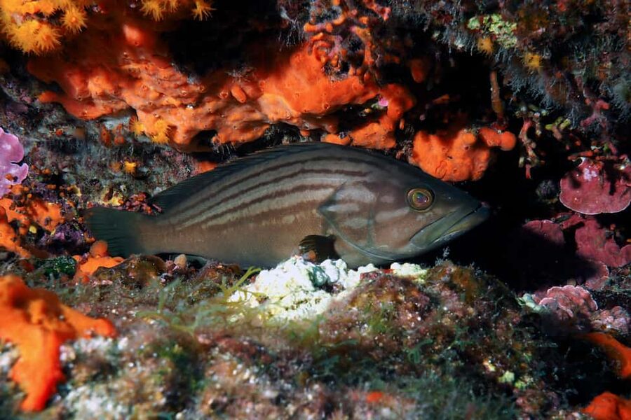 Catania: Scuba Diving Experience - Meeting at Camping Jonio
