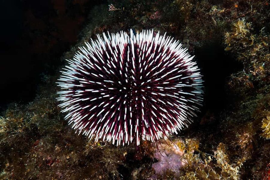 Catania: Scuba Diving Experience - A Shallow Route Through Volcanic Formations