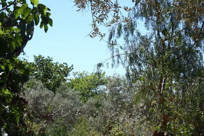Cooking class in the countryside with Simona - Should you book Cooking Class in the Countryside with Simona?
