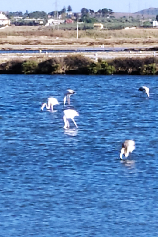 Discover Trapani's Saltpans with an E-Bike Tour - What $67.97 includes