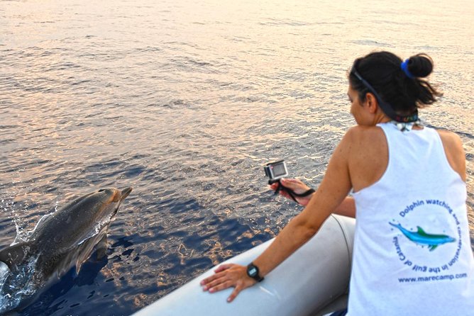 Dolphin Watching & Conservation - Dolphins in the Gulf of Catania - Searching the Gulf for free dolphins