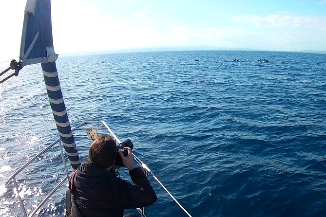 Dolphin Watching & Conservation - Dolphins in the Gulf of Catania - Conservation is not just a label here