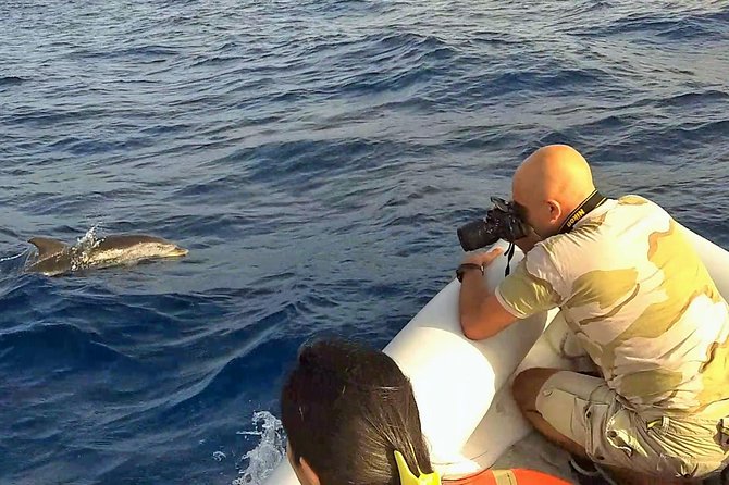 Dolphin Watching & Conservation - Dolphins in the Gulf of Catania - Is $84.48 a fair price?