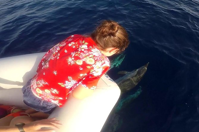 Dolphin Watching & Conservation - Dolphins in the Gulf of Catania - Meeting at Club Nautico Catania