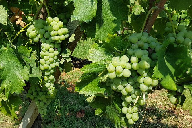 Etna DOC & Organic Wine tasting and tour of the 1815 historic winery - Guido’s role in the experience