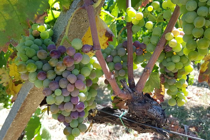 Etna DOC & Organic Wine tasting and tour of the 1815 historic winery - Walking through the vineyards