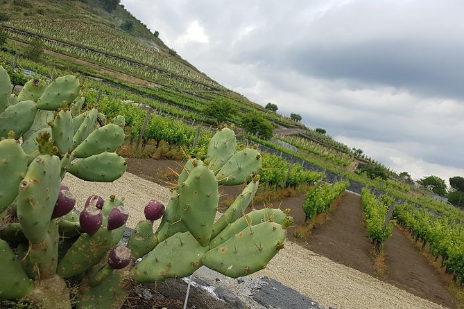 Etna Easy & Winery from Messina, Catania or Taormina/G. Naxos - What Stefano adds to the day