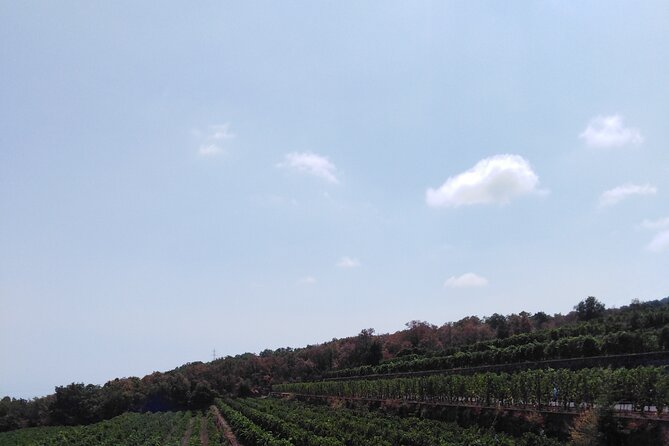 Etna private tour with wine cellar gambino lunch and wine tasting - The buried church at Mompilieri