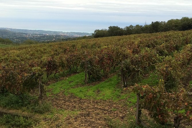 Etna Tour and Lunch in a Winery with Wine Tasting - Is $326.87 good value?