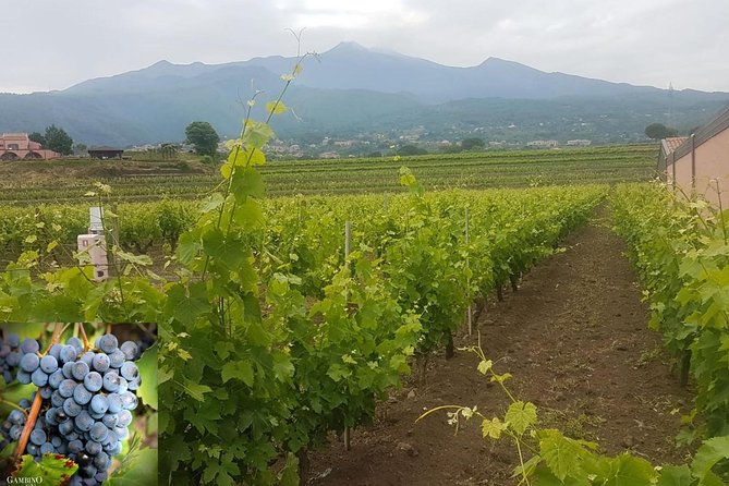 Etna trekking and wine tasting - The first climb: black rock, old craters, and wide views