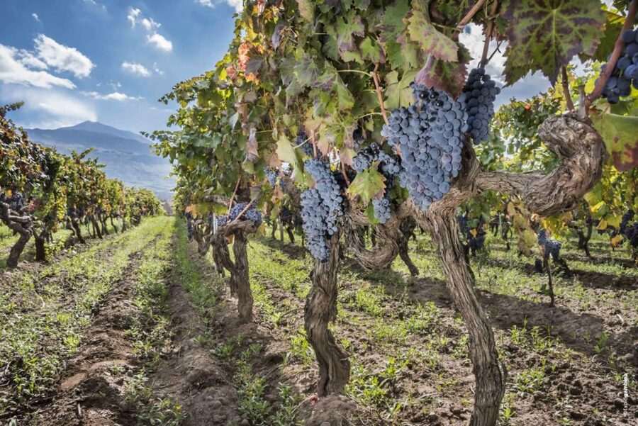 Etna & Wine Private Day Tour - Is $200 per person fair?