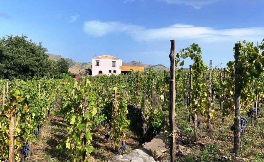 Etna: Wine Tasting and Food Tour - Why Etna wine is worth a full day