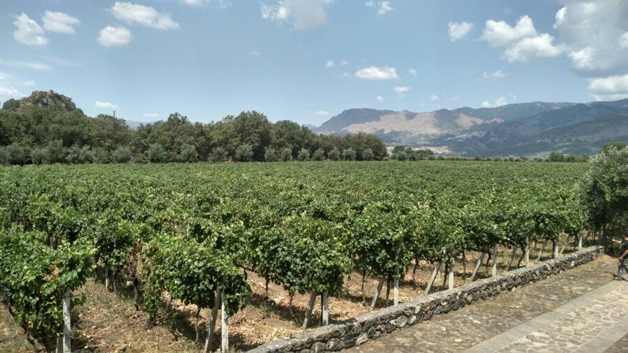Etna: Wine Tasting and Food Tour - Starting in Catania and climbing toward Zafferana