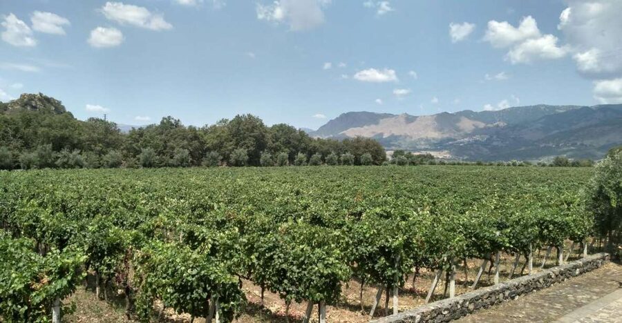 Etna: Wine Tasting and Food Tour - The first winery and the story behind the bottle