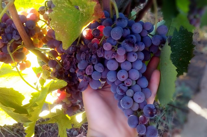 Etna Wineries Tour - Small Groups from Taormina - What Etna wine adds to the day