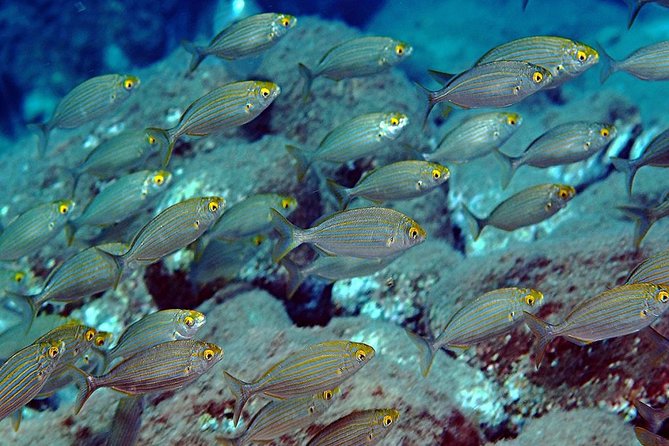 Exciting PADI Discover Scuba Diving Experience Isola Bella Marine Park Taormina - First session: learning the basics at 6 meters
