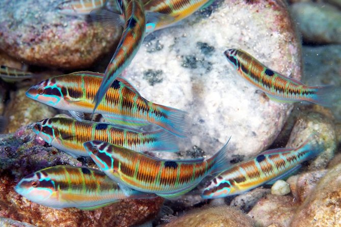Exciting PADI Discover Scuba Diving Experience Isola Bella Marine Park Taormina - Is $193.50 a fair price?