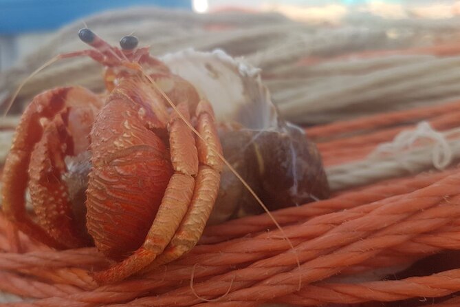 Fishing excursion in the Gulf of Noto for beginners - Trying surface trolling along the cannizzi
