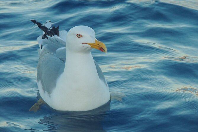 Fishing excursion in the Gulf of Noto for beginners - Weather, timing, and the practical catches